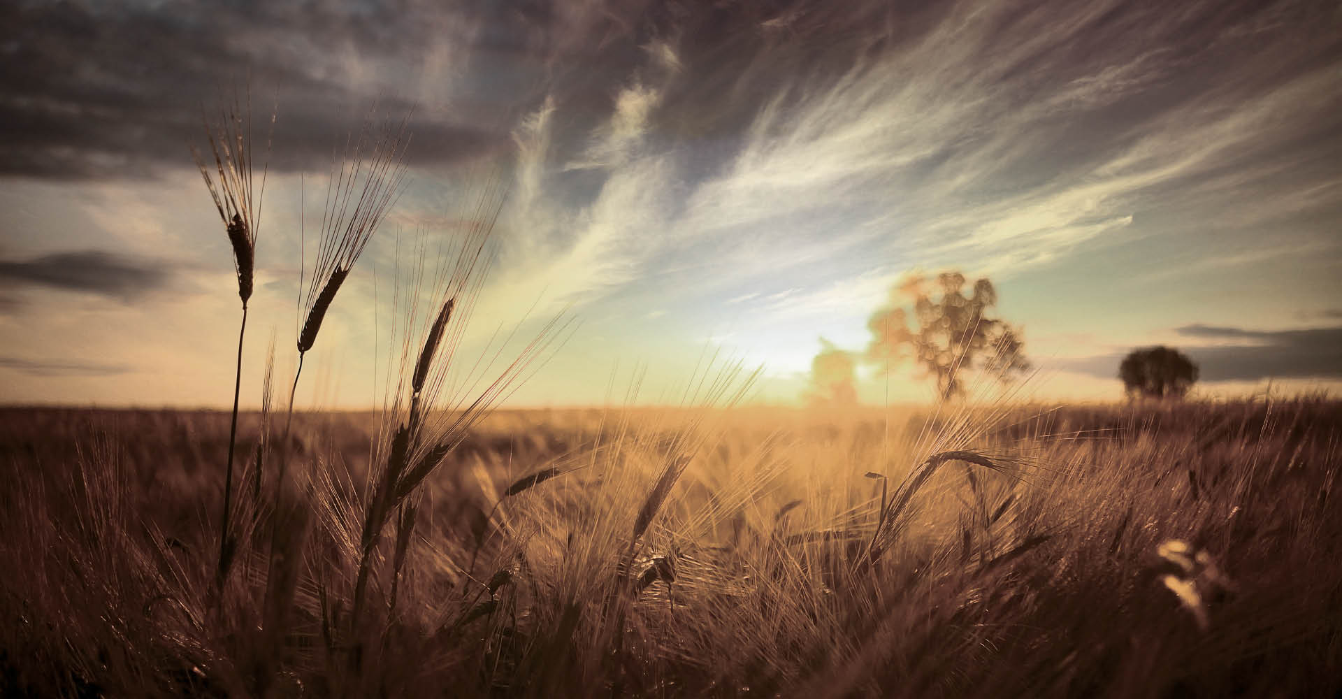 Immagine di un campo di grano al tramonto.